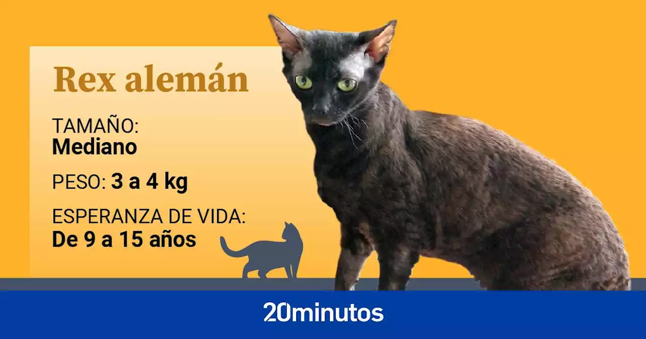 El rex alemán, una raza felina de pelo rizado por una mutación espontánea y muy raros