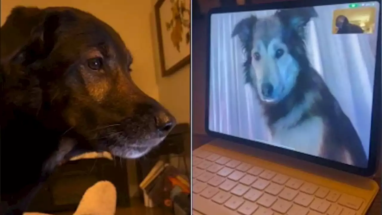 Separated by miles, two doggie best friends keep in touch through FaceTime