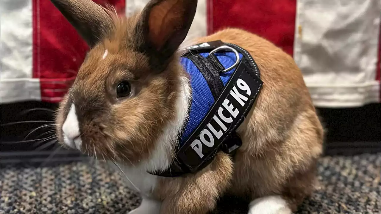 Fur real: California police name rescued bunny 'wellness officer' ahead of Easter