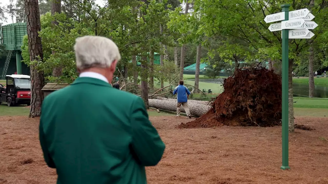 Footage shows the terrifying moment three pine trees narrowly miss spectators at The Masters