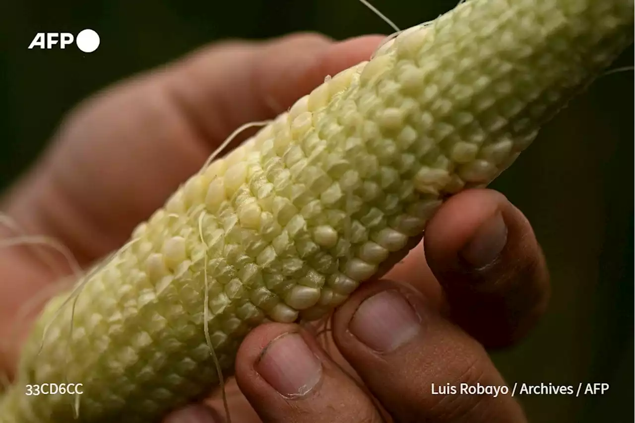 Argentine: dans la pampa asséchée, d'amères moissons d'avril