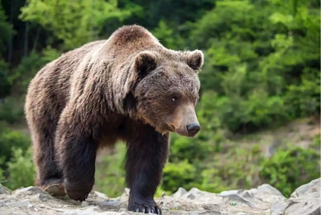 Jogger in Norditalien von Bär angegriffen und getötet - bauernzeitung.ch