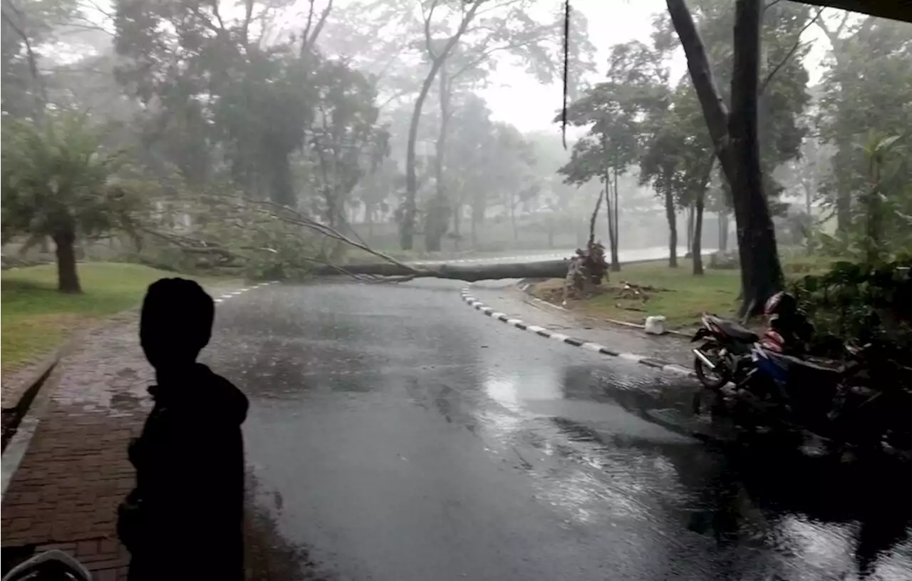 Pohon Tumbang Timpa Mobil dan Motor di Surabaya, Ada Korban Anak dan Ibu Hamil