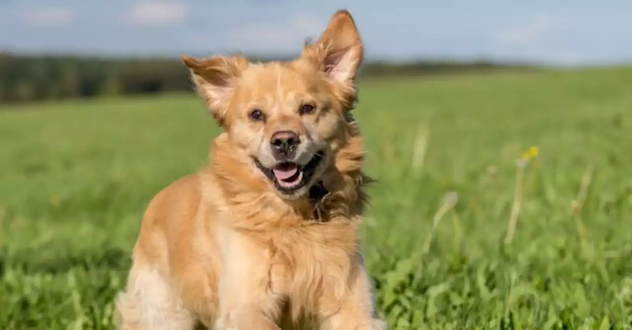 Over 100 Golden Retrievers to Honor Boston Marathon Dog