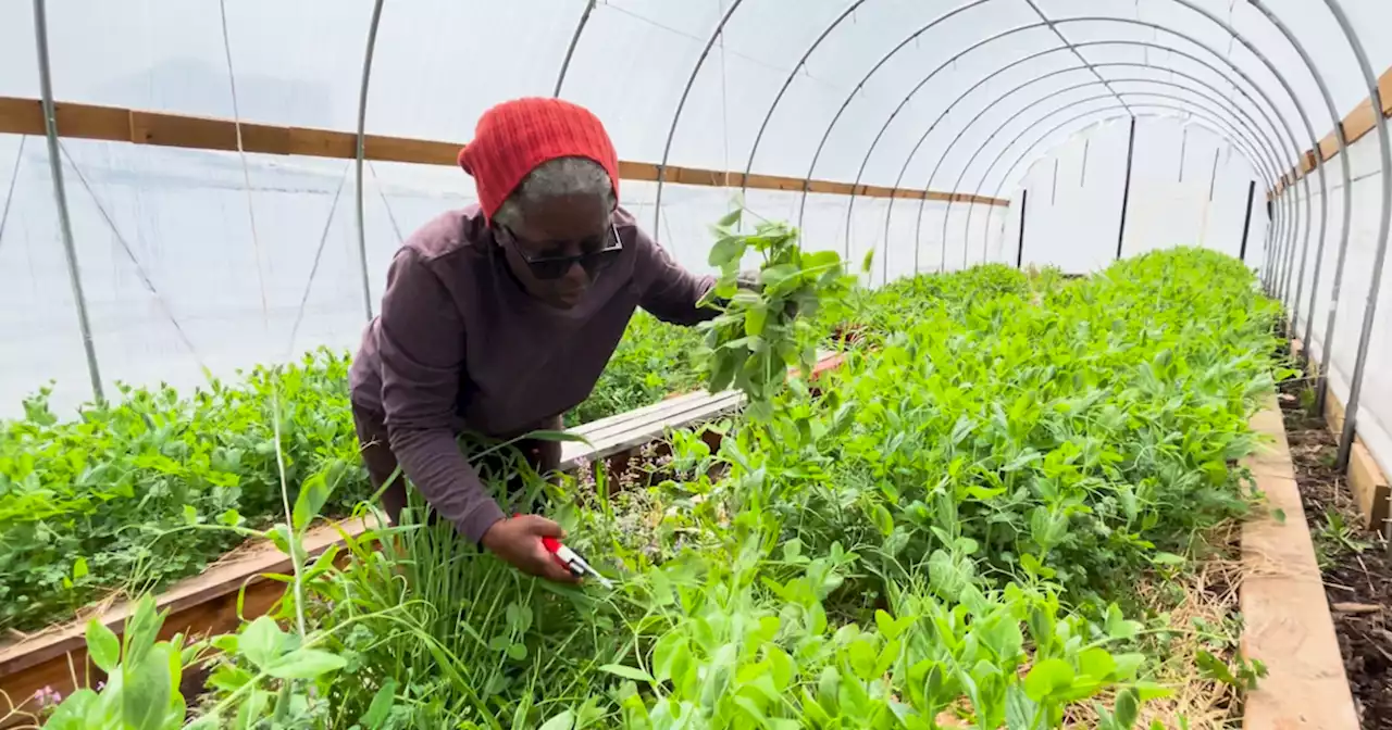 New Roots Bronx Community Farm welcomes all, provides healthy food options