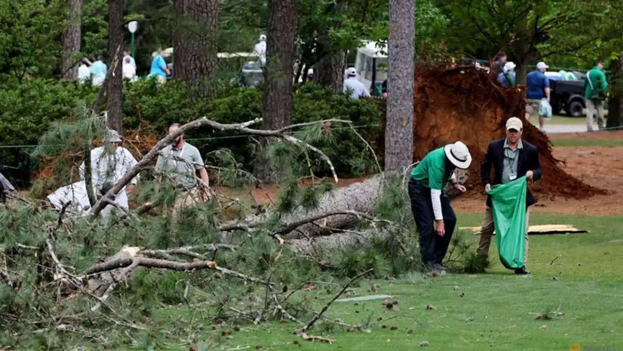 Pine trees fall near Masters patrons, nobody injured