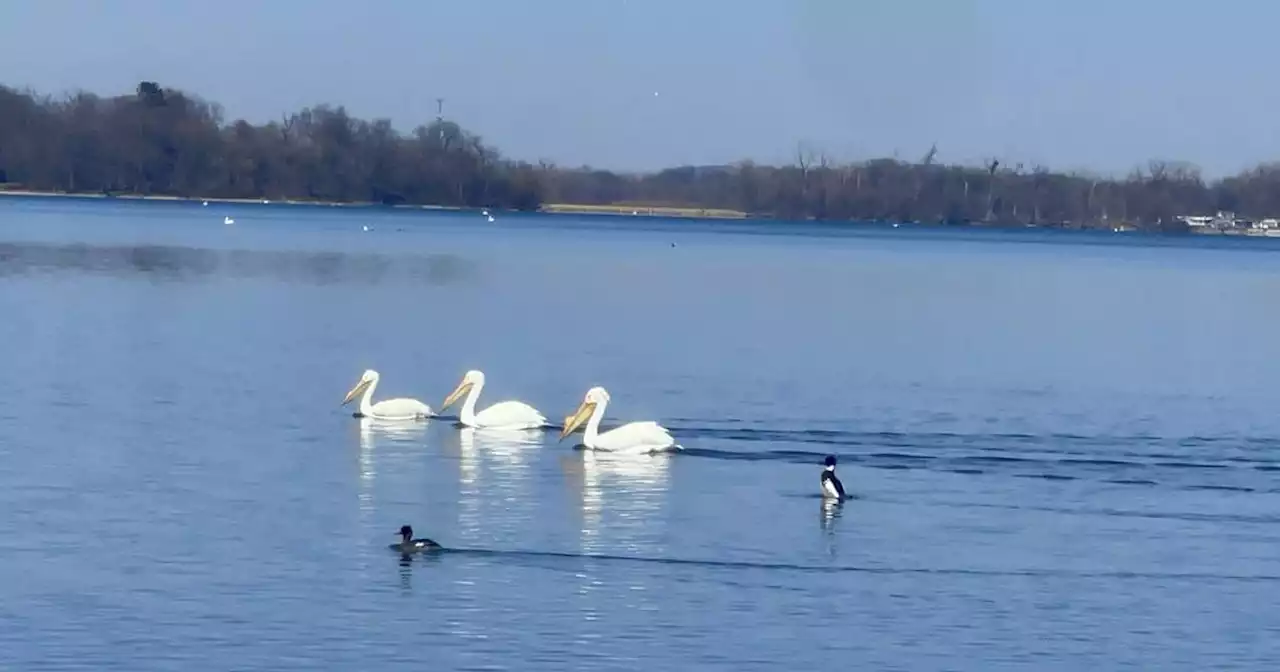 Fox Lake celebrates arrival of migrating birds with Pelican Palooza; ‘This is a rare event’