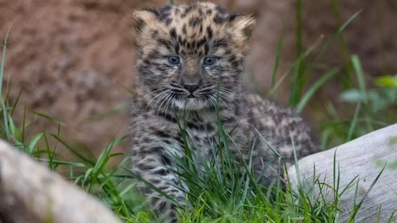 'Emotional experience': Critically endangered Amur leopard cubs born at San Diego Zoo | CNN