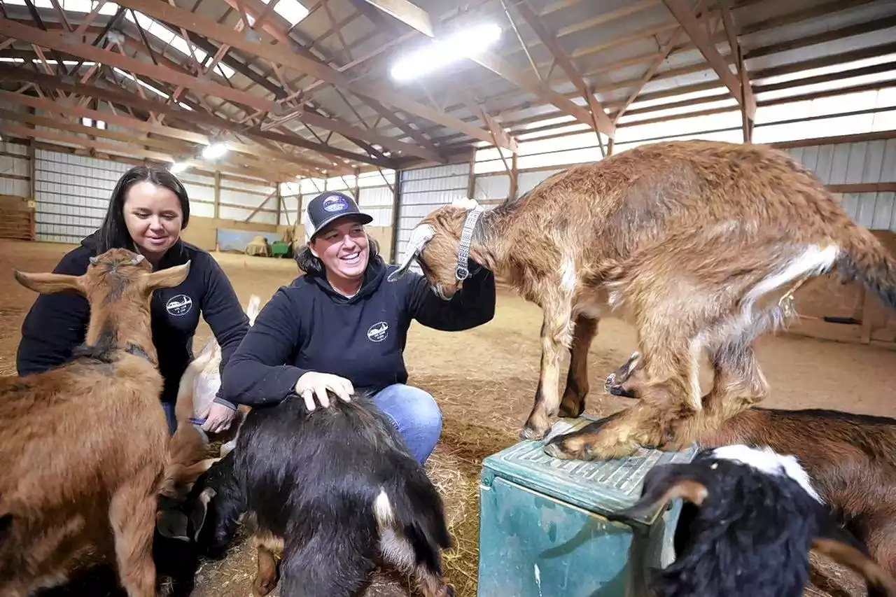 Vocational farm in Hampshire offers animal therapy, goat grams ahead of Easter