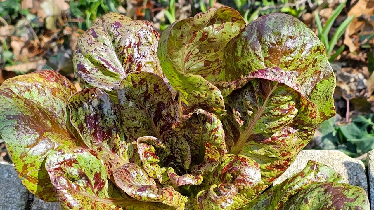 April weather good for planting cool-season veggies like lettuce