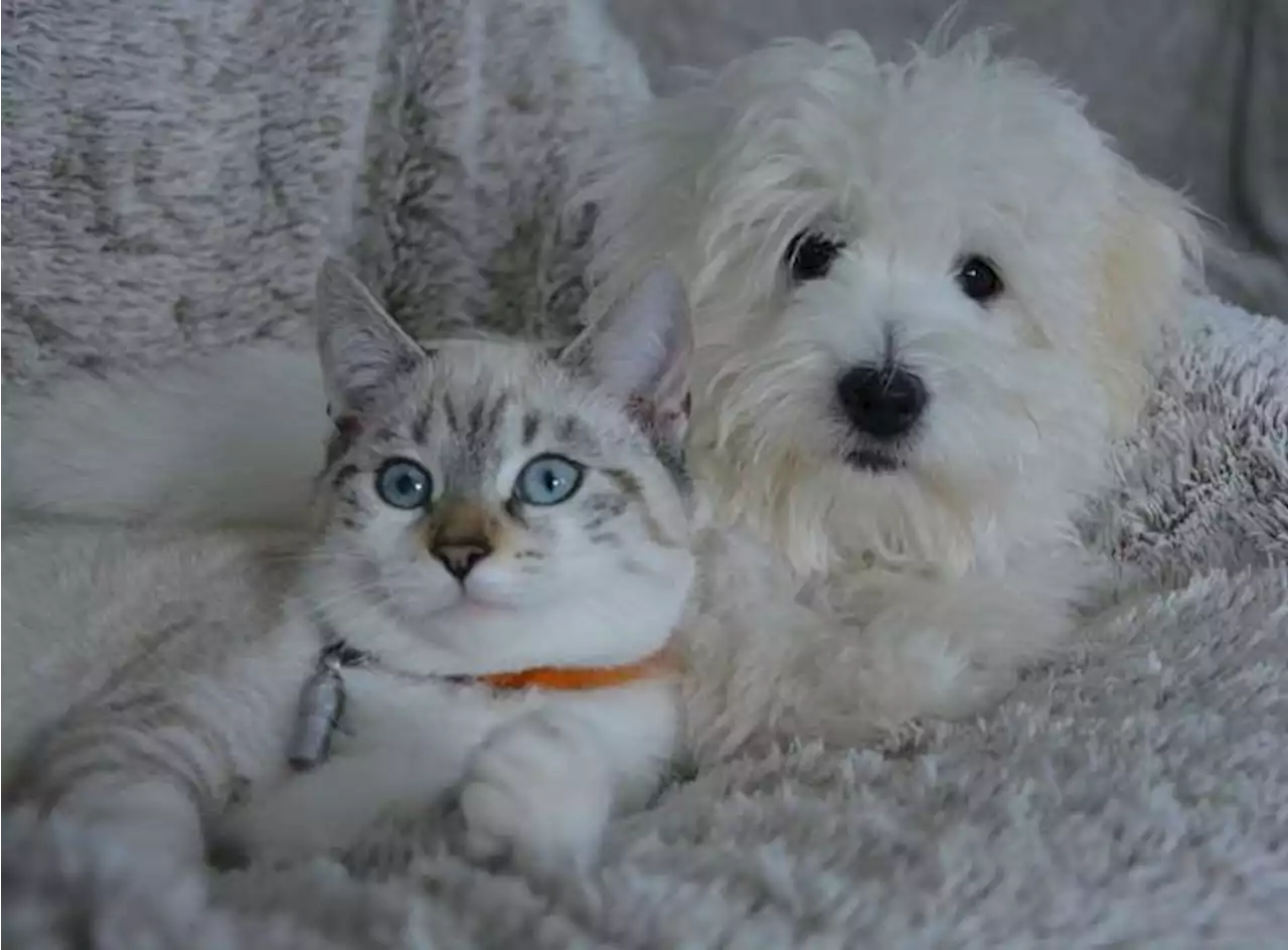 Olores que odian los gatos y perros y que, quizás, usted no sabía