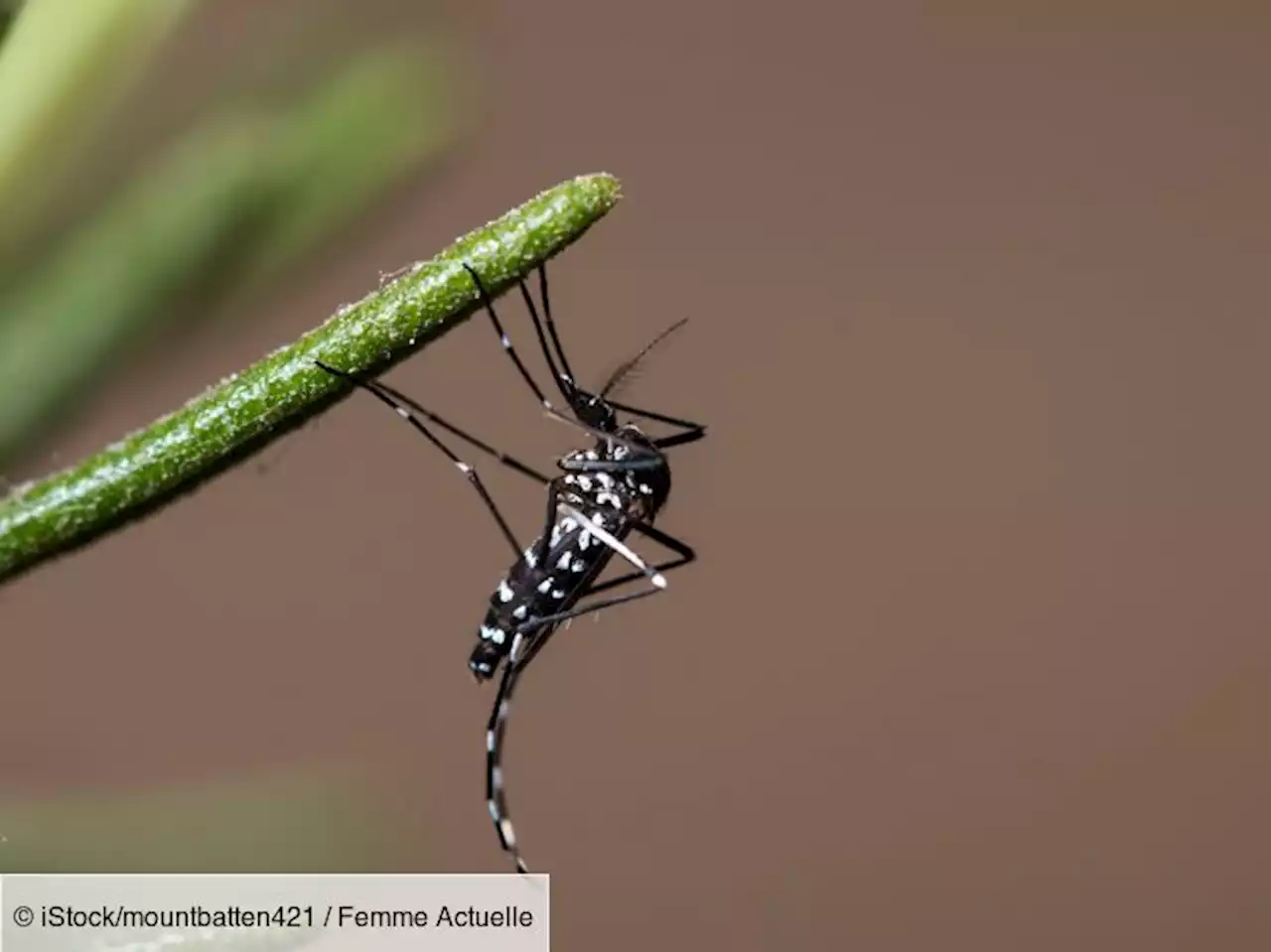 Moustique tigre : la liste des départements déjà en alerte rouge