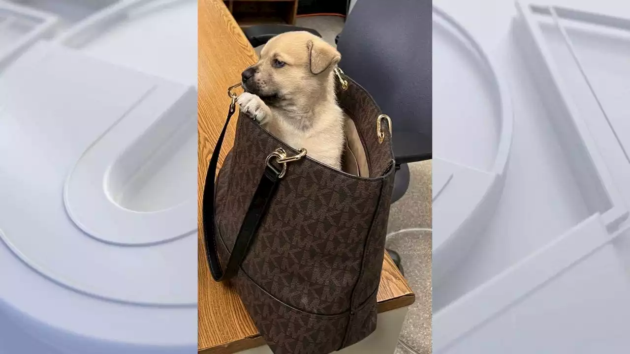 LA police chase: Puppy recovered after being thrown out of moving car