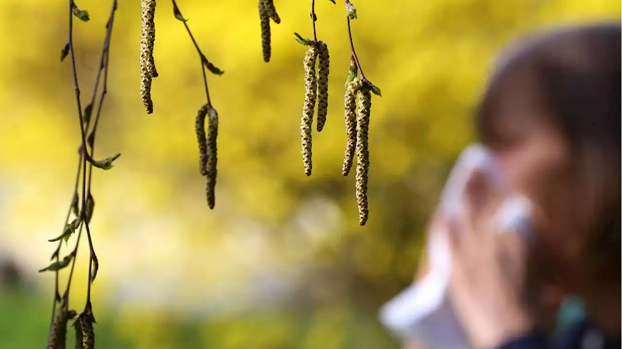 Allergies aux pollens : 61 départements français placés en alerte rouge durant le weekend de Pâques