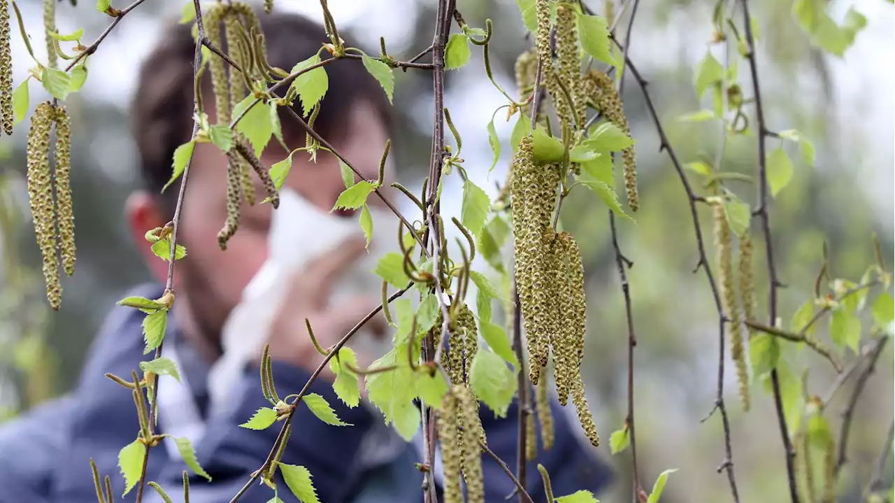 Pollens : les conseils d'une allergologue alors que la moitié des départements sont en alerte rouge pour Pâques