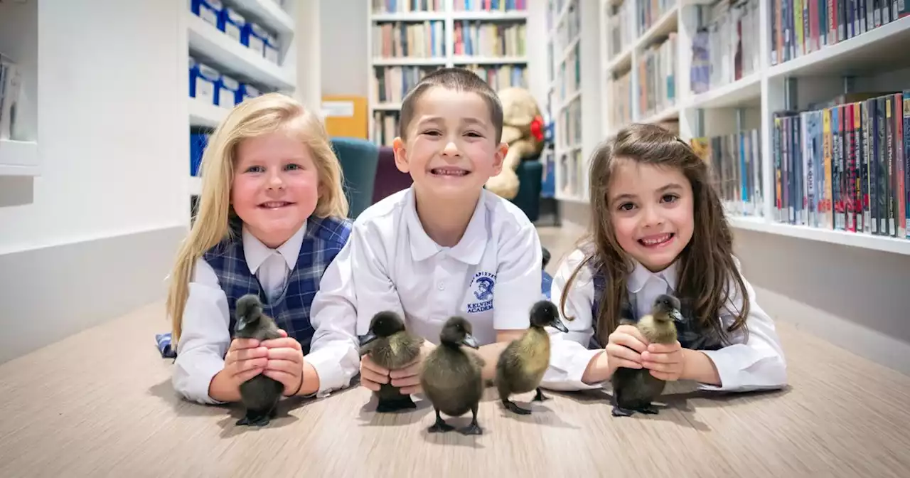 Glasgow school pupils welcome five adorable ducklings ahead of Easter Sunday