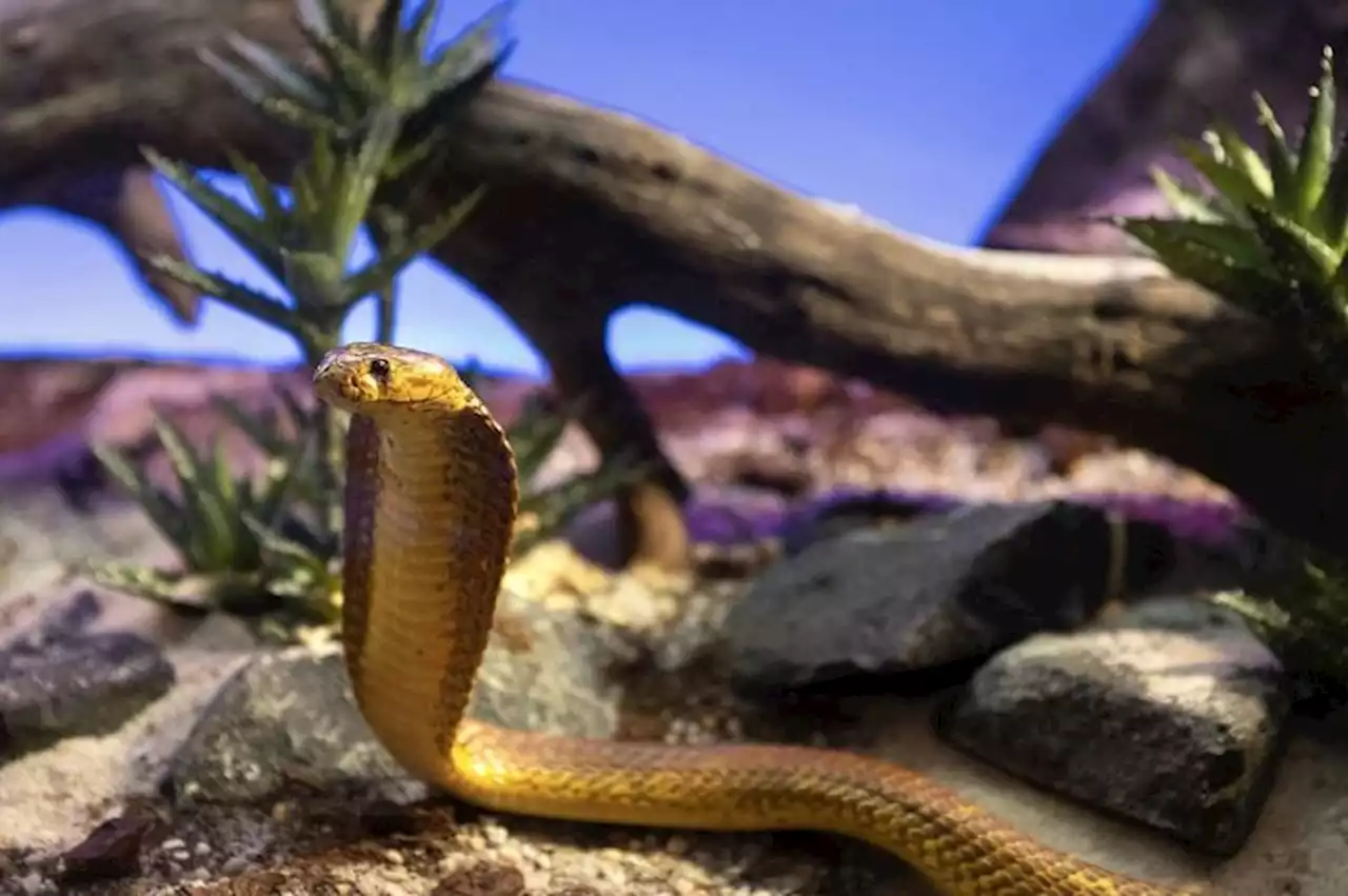 South African pilot lands plane with poisonous cobra on his back