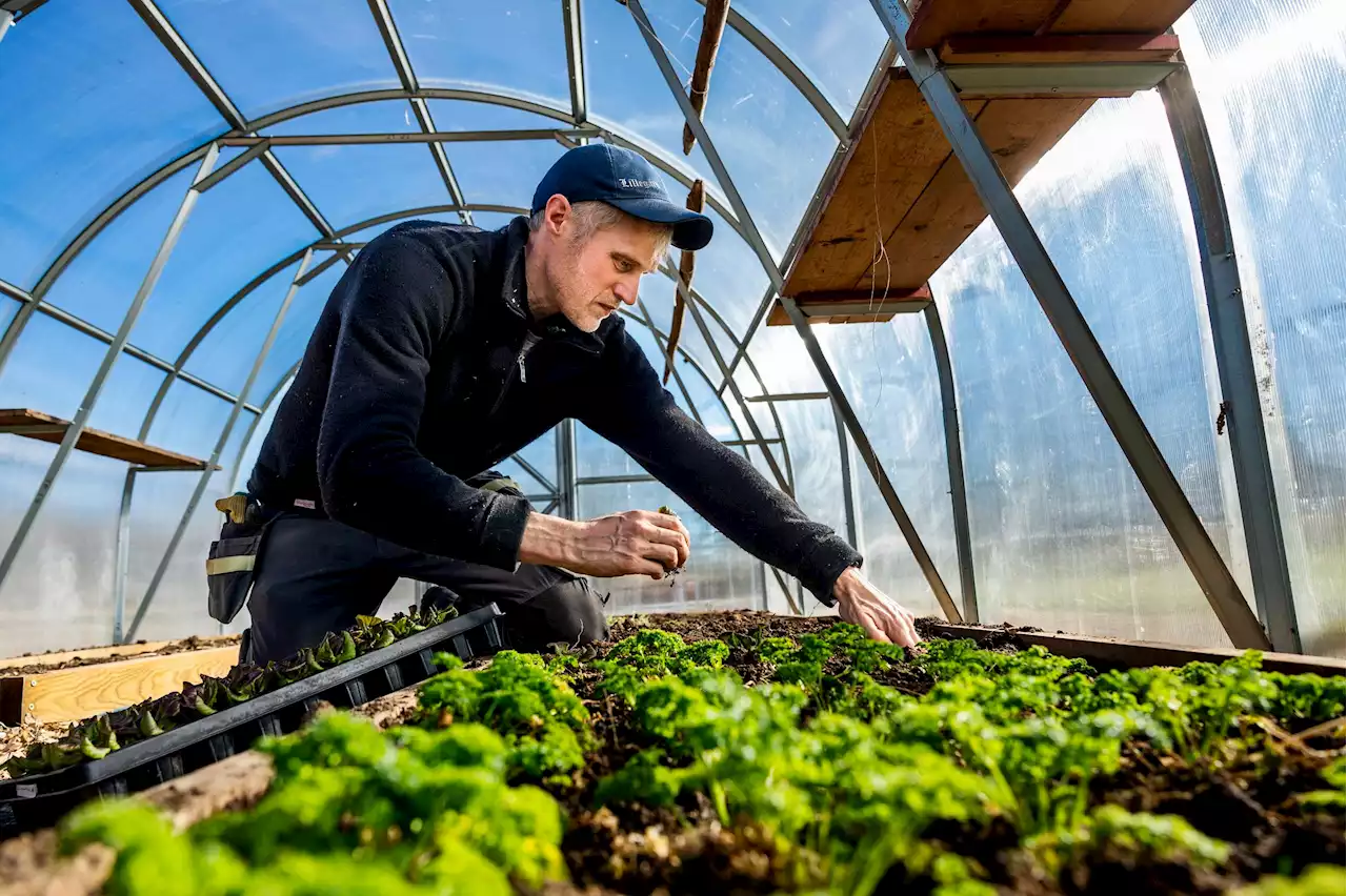 Han sa upp sig från välbetalda jobbet för att odla grönsaker