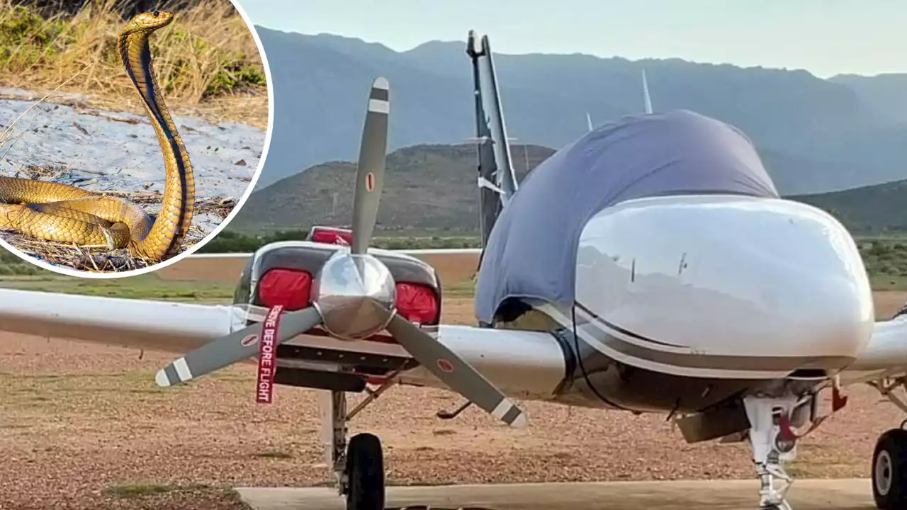 S.African pilot lands plane with poisonous cobra on his back