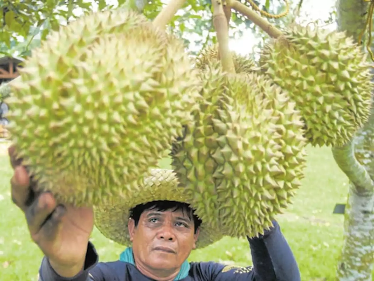 PH ships out first batch of durian to China