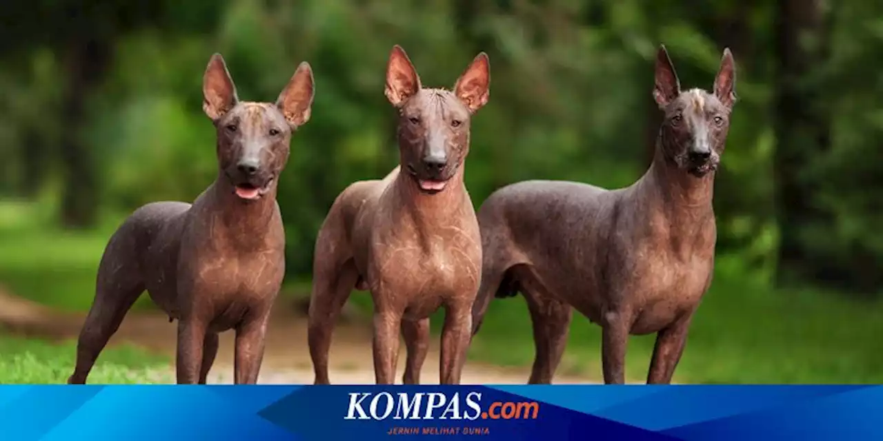 10 Ras Anjing Asal Amerika Latin, Ada yang Berusia 3.000 Tahun Lebih