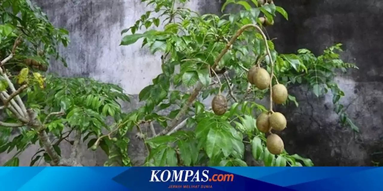 5 Manfaat Buah Kedondong untuk Kesehatan