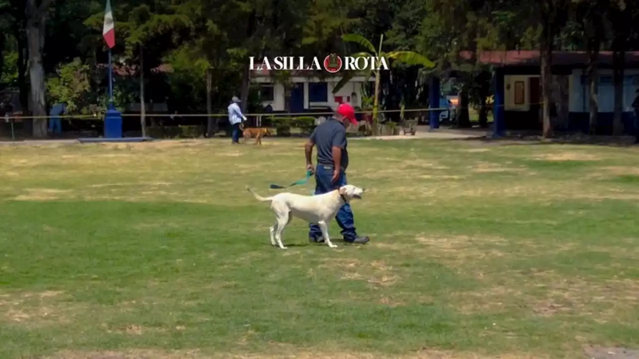 Multas en CDMX: 'Cuidar a un perro es la mejor sanción que me han puesto'