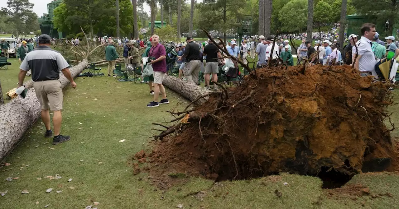 Three trees fall at Masters, narrowly missing spectators; play will resume Saturday