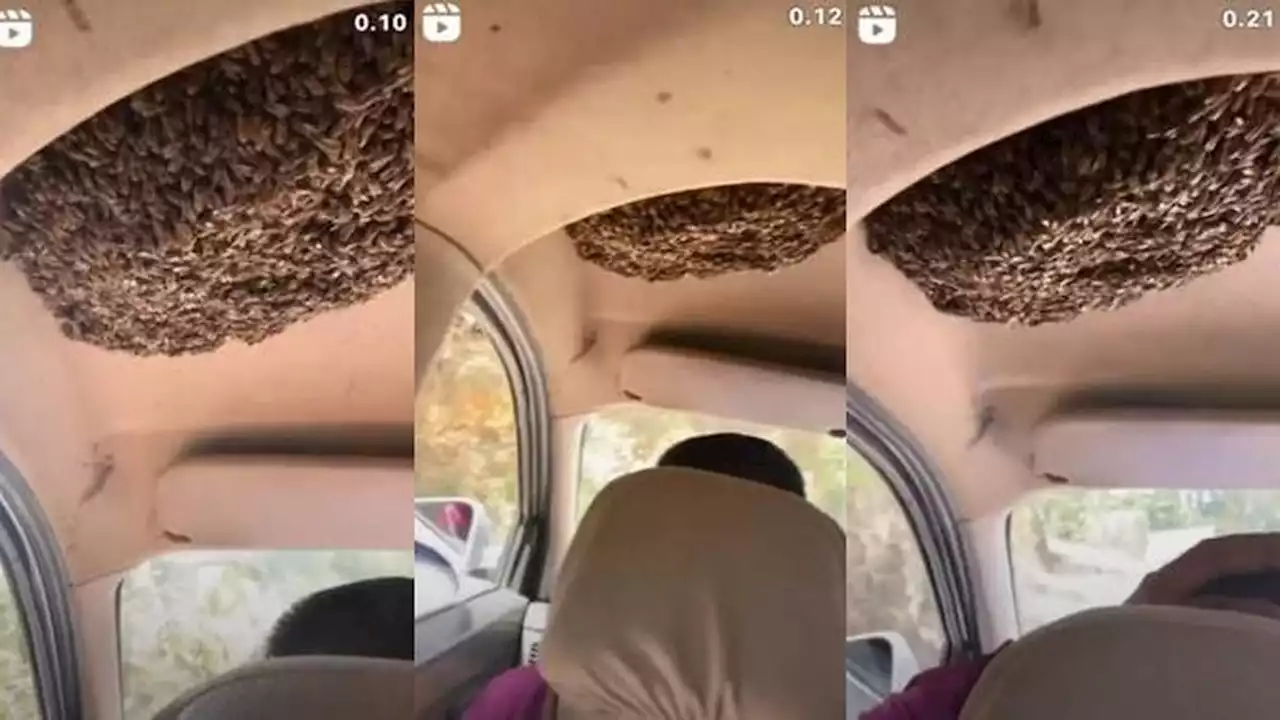 Viral, Pria Kendarai Mobil Bareng Ribuan Lebah di Kabinnya Ini Bikin Merinding