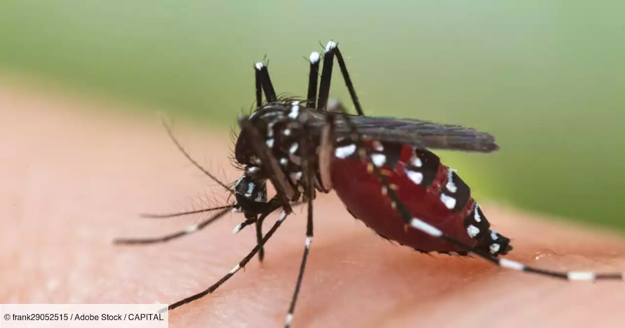 Moustique tigre : dengue, zika ou chikungunya, voici comment vous en protéger