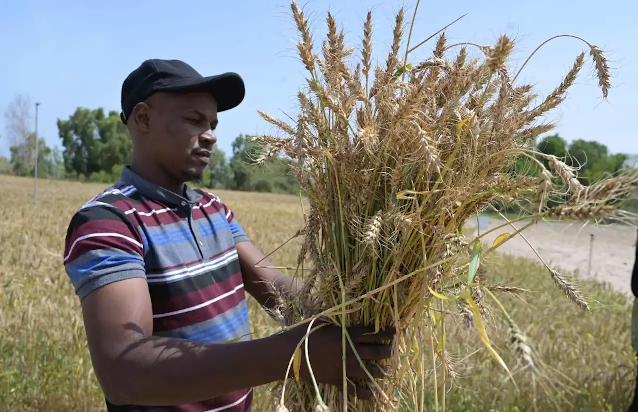 Senegal harvests first experimental homegrown wheat