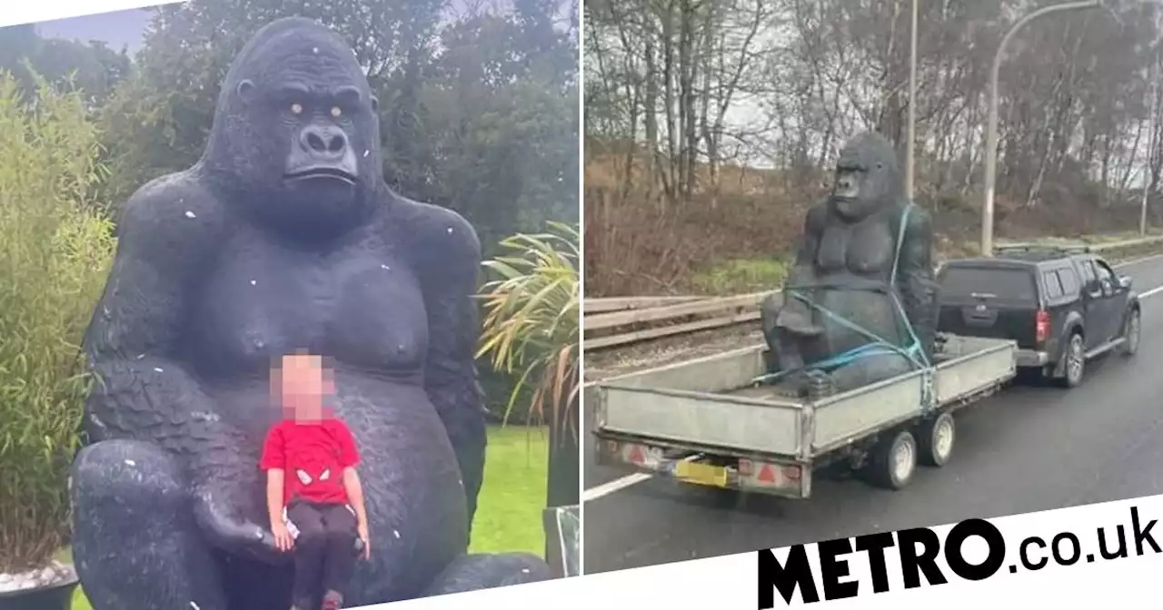 Huge 8ft gorilla stolen from garden centre 'spotted on motorway' in pickup truck