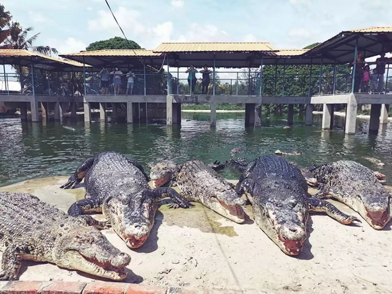 Expert hails plan for Sarawak crocodile sanctuaries | The Malaysian Insight