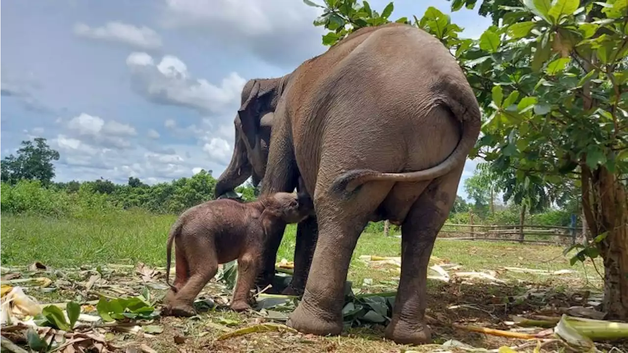 Penampakan Bayi Gajah Jantan Berbobot 90,9 Kg Lahir di Konservasi Estate Ukui Pelalawan