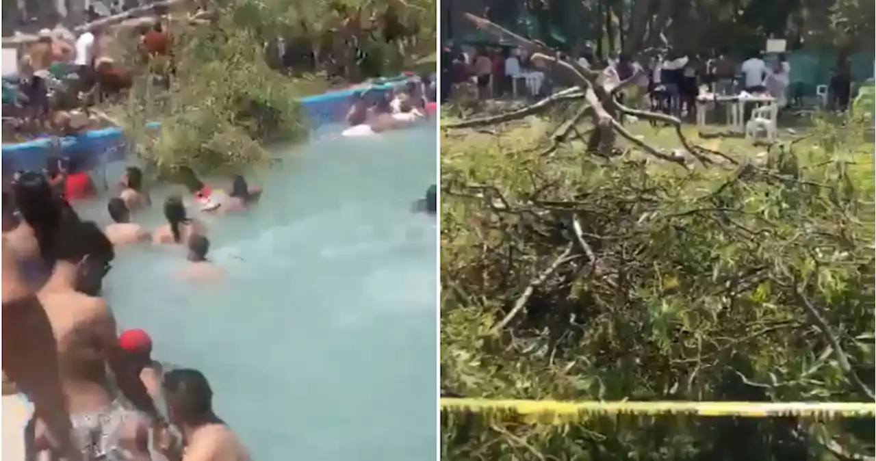 VIDEOS: Árbol cae en alberca de balneario en Guanajuato; reportan muerte de un bebé