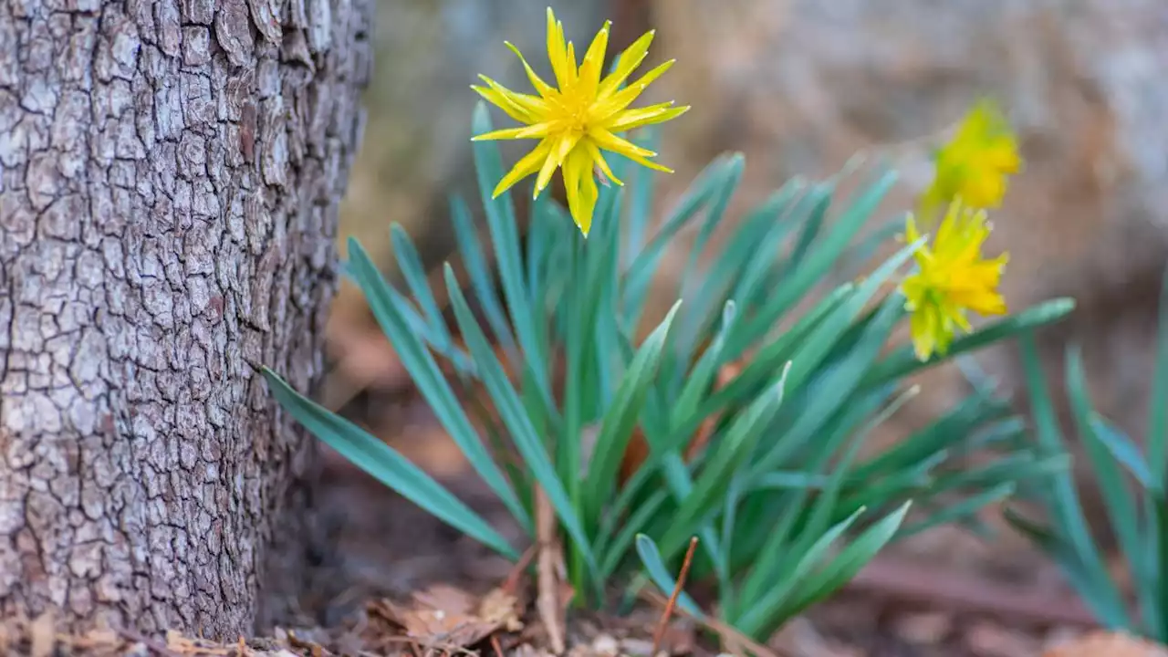 I took flower photos with the best camera phones and was shocked at the results