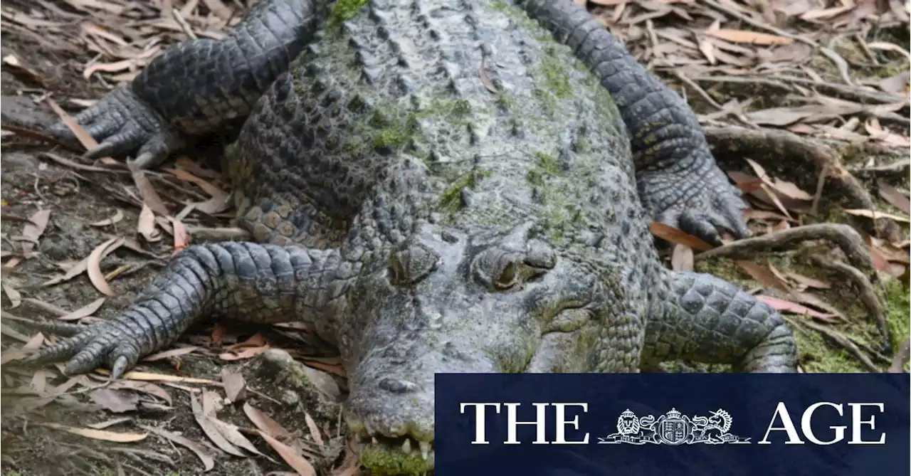 Man airlifted to hospital after Queensland crocodile attack