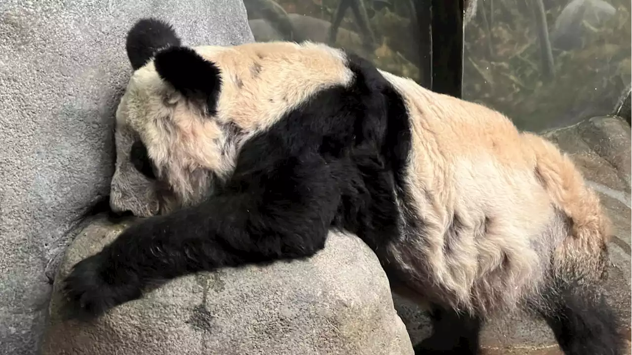 Memphis Zoo Says Goodbye to Beloved Giant Panda