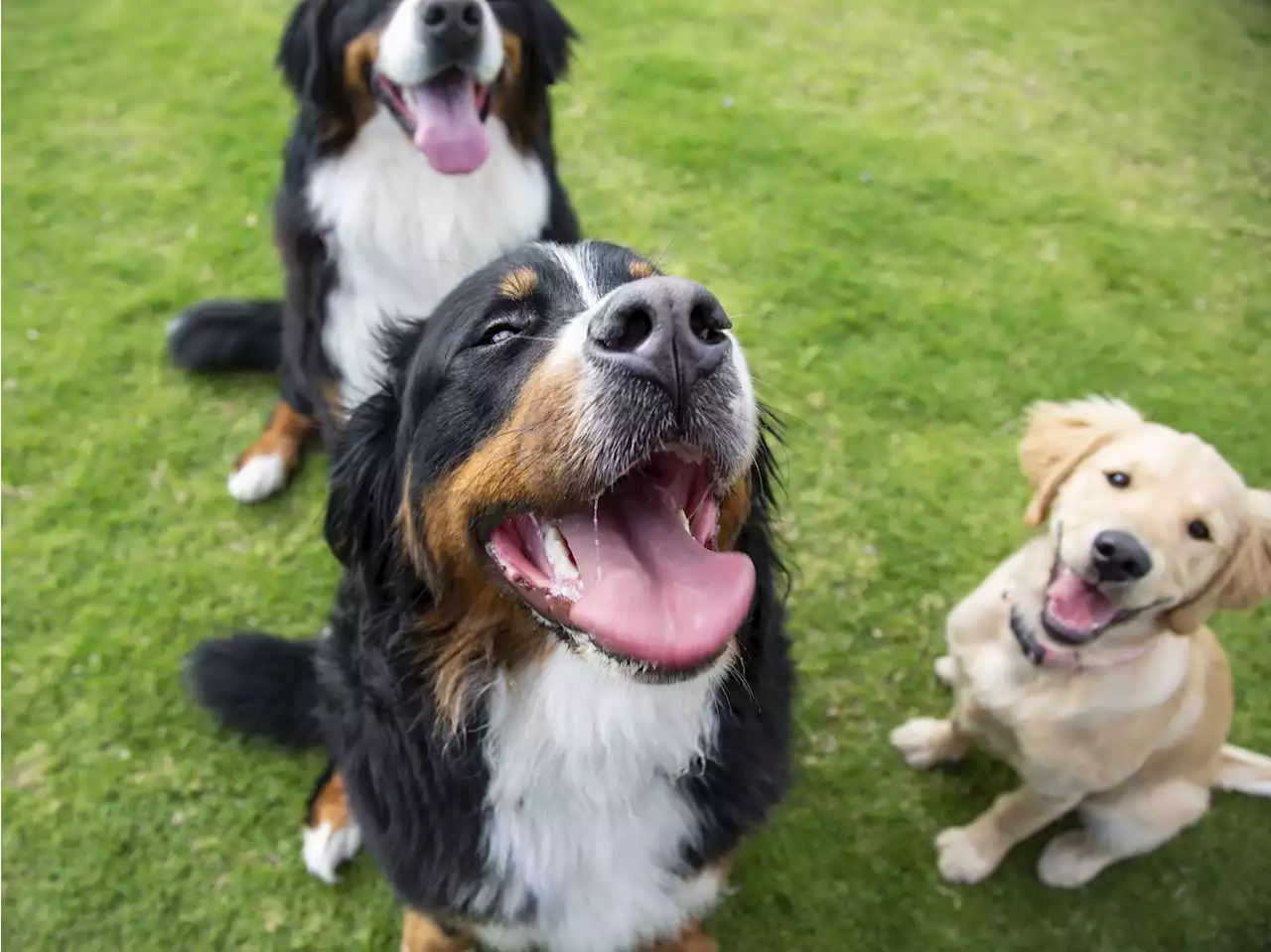 I’m a dog trainer - here’s why you shouldn’t tell your dog to sit