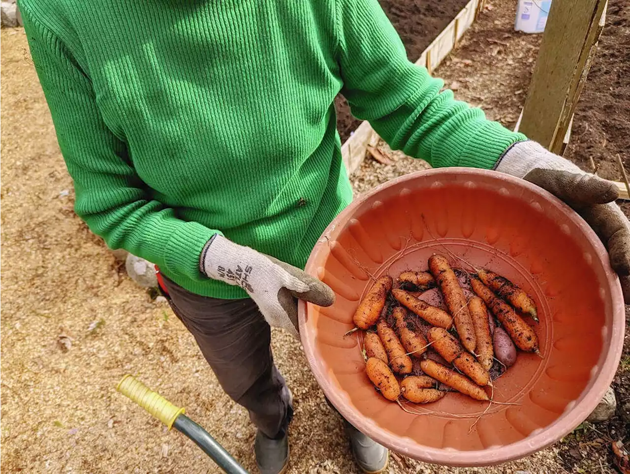 Helen Chesnut's Garden Notes: Early spring brings last harvest of the winter veggies