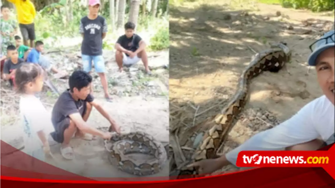 Kerap Mangsa Ternak Milik Warga, Ular Piton Sepanjang 6 Meter Ditangkap Warga Tolotio Bone Bolango