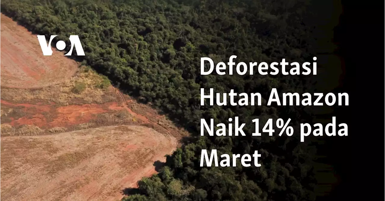 Deforestasi Hutan Amazon Naik 14% pada Maret