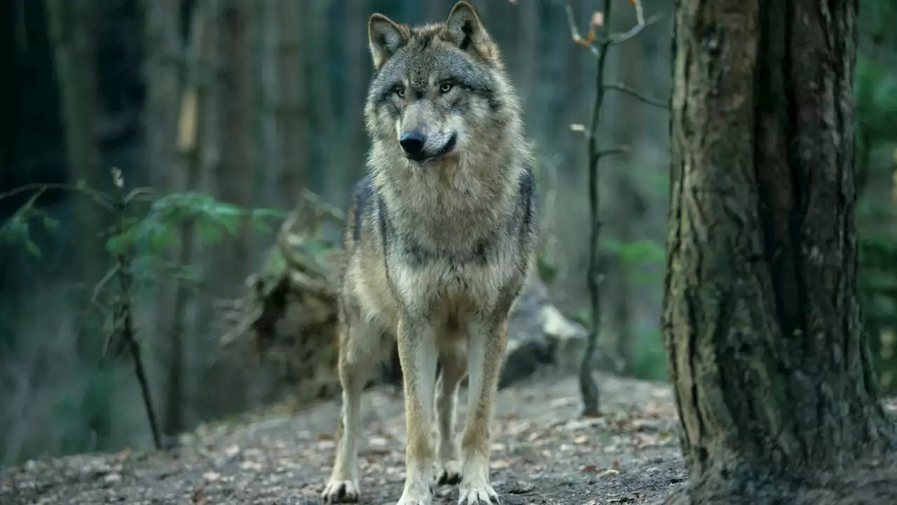 Osterspaziergang im Wald: Wie Sie einen Wolf von einem Hund unterscheiden