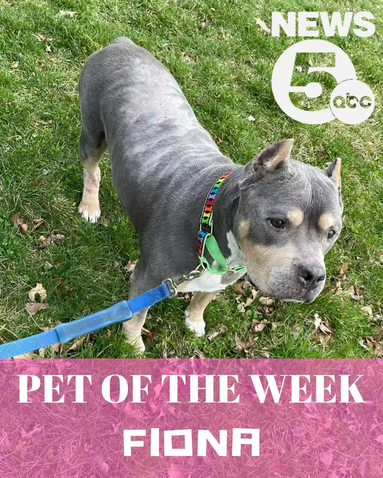 Fiona is Cleveland Animal Protective League's Pet of the Week