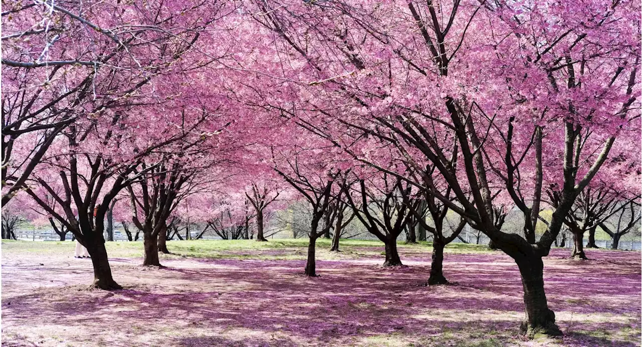 It's cherry blossom season around NYC. Here's where to get your bloom on