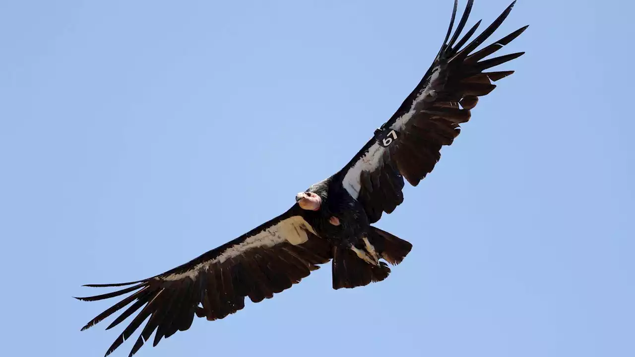 Avian flu kills 3 California condors in northern Arizona