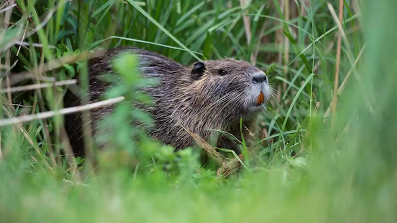 How beavers could help the Colorado River survive future droughts