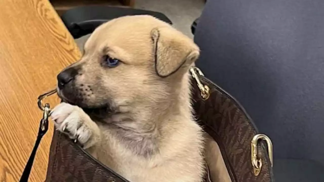 Puppy 'miraculously' survives being tossed from moving vehicle during Los Angeles police chase