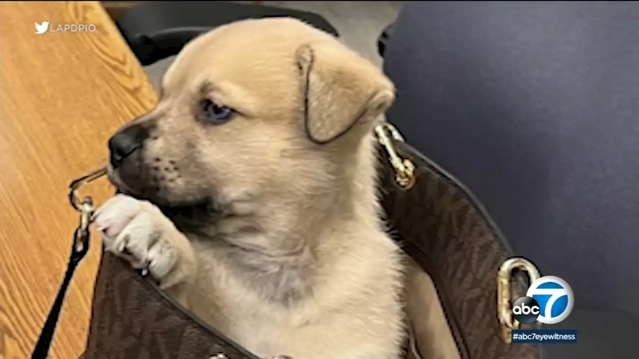 Puppy was tossed from moving car during 2-hour police chase of attempted-murder suspect: LAPD