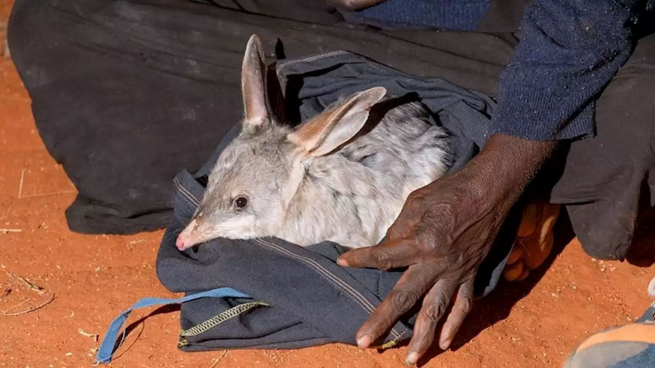 Federal Recovery Plan to bolster bilby reintroduction efforts at sanctuary near Alice Springs